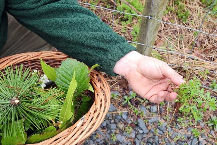 Adult Foraging Walk & Bushcraft Cookery Course for Beginners