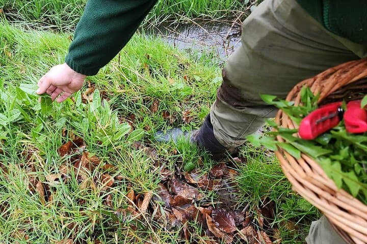 Adult Foraging Walk & Bushcraft Cookery Course for Beginners