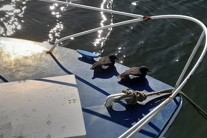 Black Guillemots