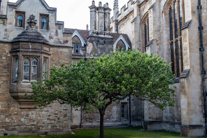 Newtons Apple Tree descendent