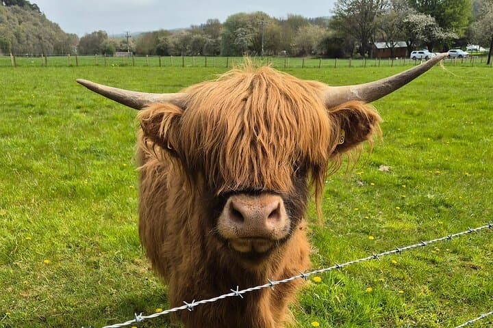 Heilan Coo