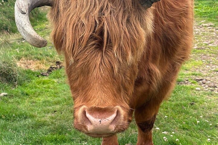 It's better not to get too close to the Highland cows. Better to zoom your camera in for a closer shot.