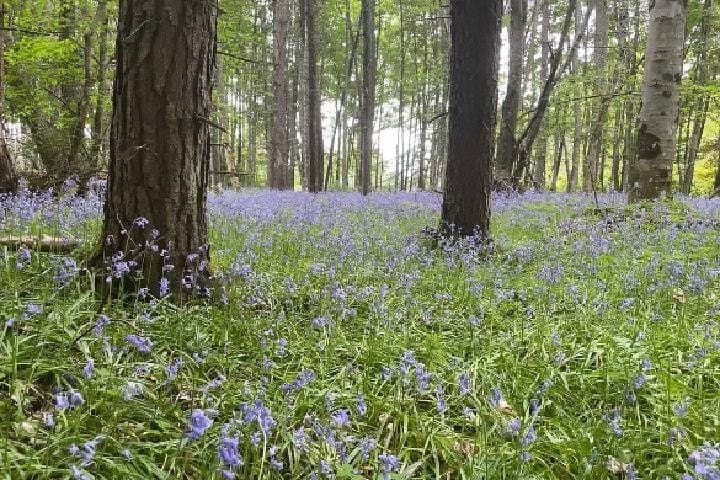 Loch Ness, Culloden, Clava and whisky/gin tour from Inverness.