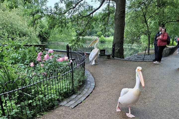 Pelicans in Royal Parks