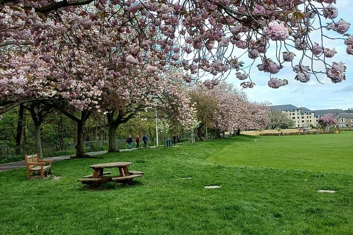 Cherry Tree Blossom