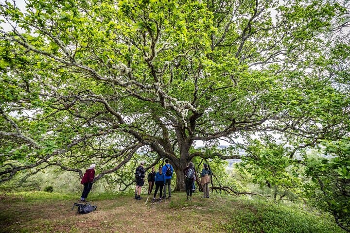 Rewilding Walk at the Fairy Oak
