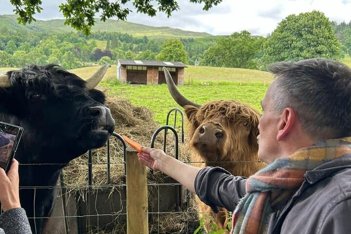 Iconic Highland cows grazing in Scotland’s rugged landscapes.