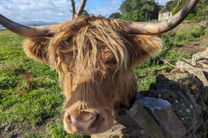 Highland Coo