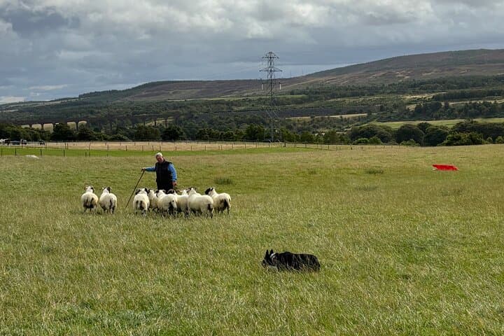 Invergordon Private Sheepdogs, Highland cows and Castle Tour