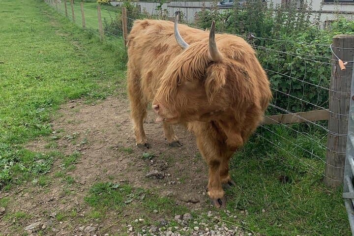 Highland Cows at Robertson’s Farm