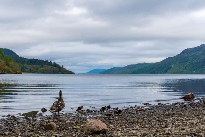Ducks at Loch Ness