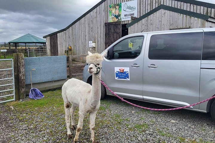 Highland Cows, Walk Alpacas & Scottish Wildlife Centre from Edin.