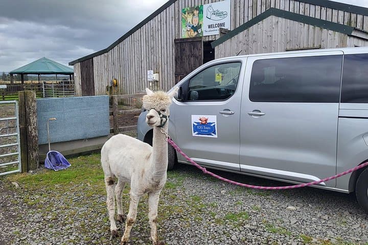 Highland Cows, Walk Alpacas, Scottish Wildlife Centre and Kelpies