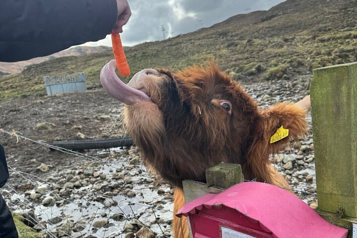 Ultimate Scottish Highlands Private Day Tour from Edinburgh