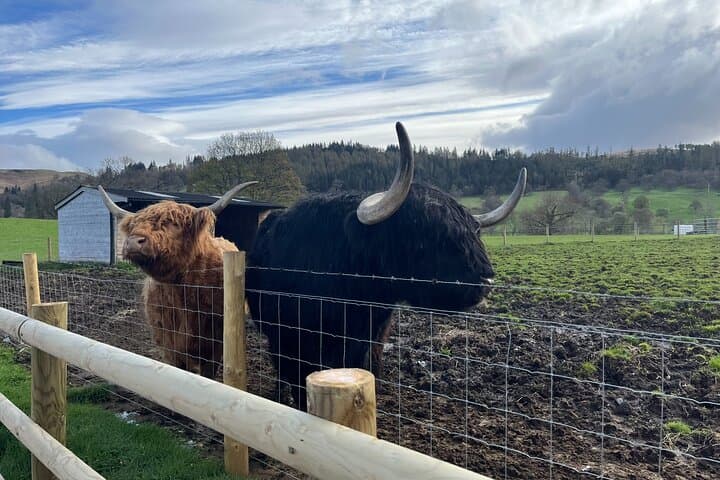 Hairy Coos at Kilmahog Woollen Mill
