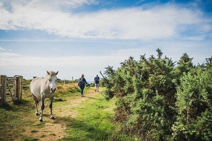 Private Tour: The Gower - Mumbles, Three Cliffs And Worms Head