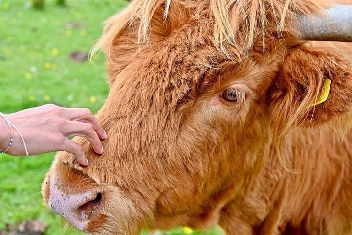 Highland Coo