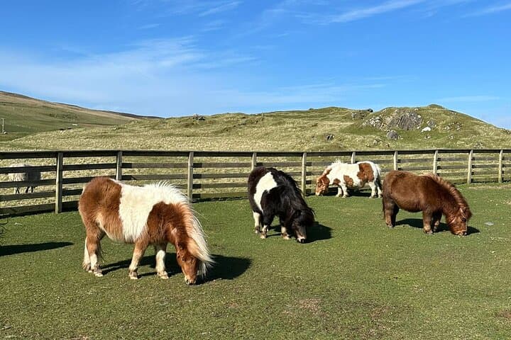 Private Half Day Tour in Shetland South Mainland