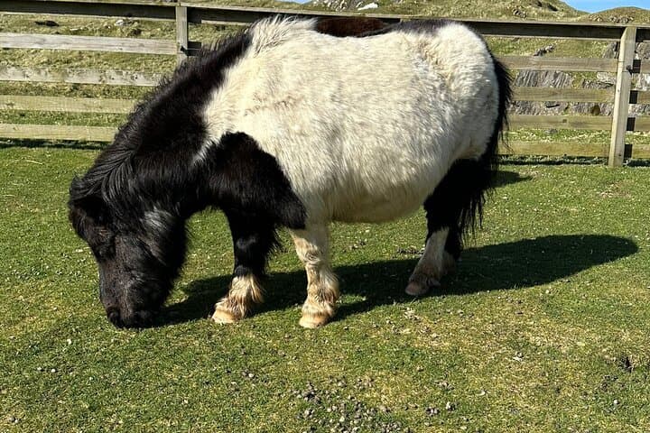 Shetland Pony Express