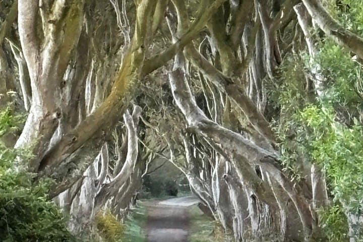 The Dark Hedges