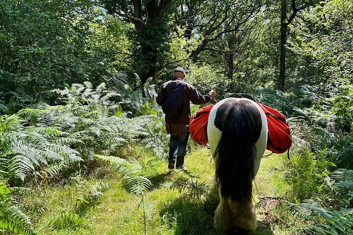Pack Pony Wild Camping in Ancient Woodland, Dorset