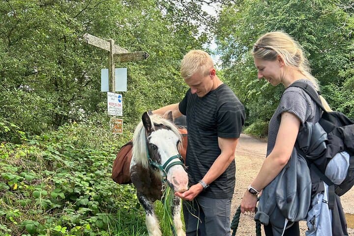 Pack Pony Wild Camping in Ancient Woodland, Dorset