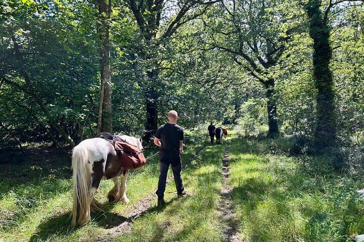 Pack Pony Wild Camping in Ancient Woodland, Dorset