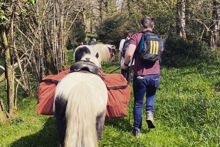 Pack Pony Wild Camping in Ancient Woodland, Dorset