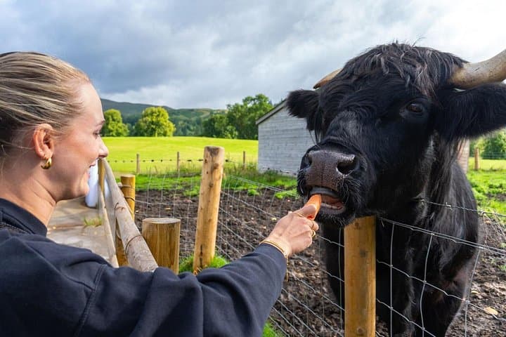 From Inverness: Cawdor Castle, Cairngorms and Highland Coos