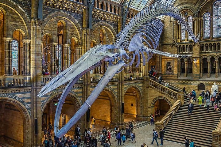 Discover the Natural Marvels of London A Museum Visit + Ebook