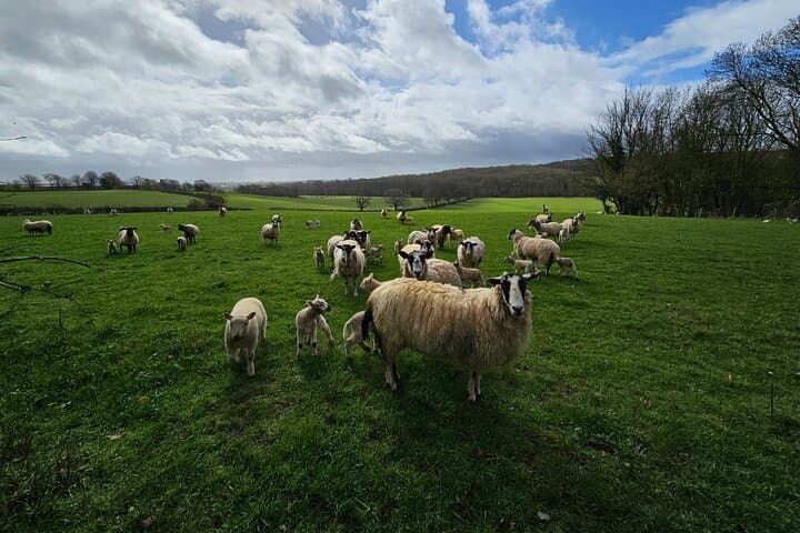 Cotswolds Sheep
