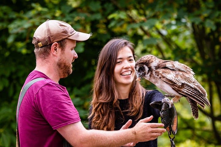 Bird of Prey show at Muncaster