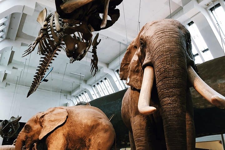 Family Friendly Natural History Museum London Private Guided Tour