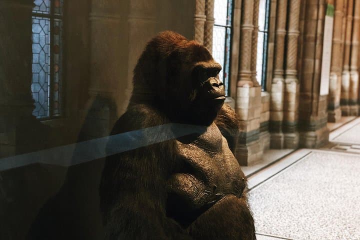 Family Friendly Natural History Museum London Private Guided Tour