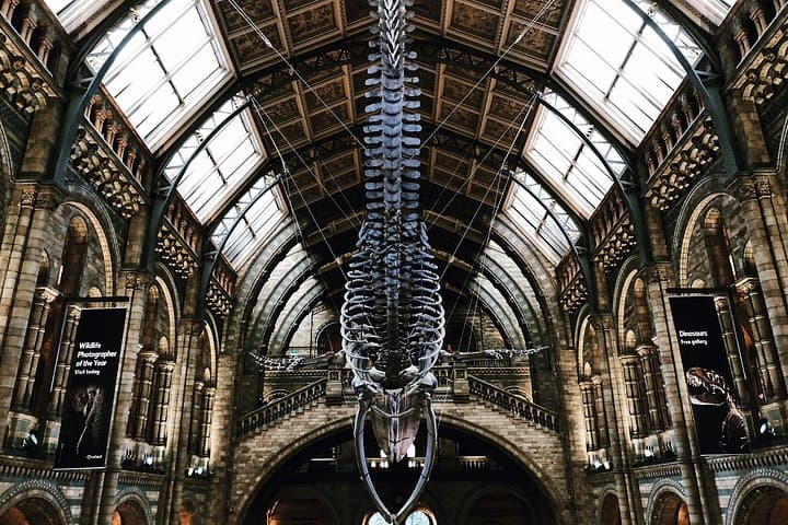 Family Friendly Natural History Museum London Private Guided Tour
