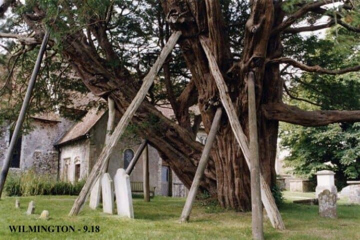 1600 Year Old Yew Tree