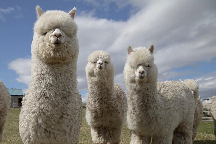 Each member of your party will have the opportunity to lead their own alpaca on a farm walk!