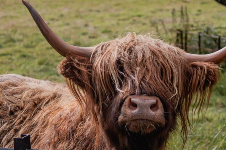 Meet the iconic Highland Coos!