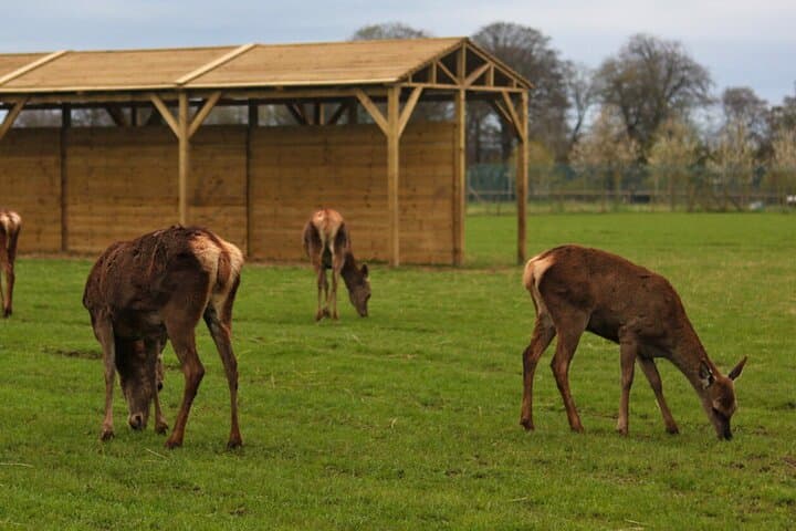 The Scottish Deer Centre