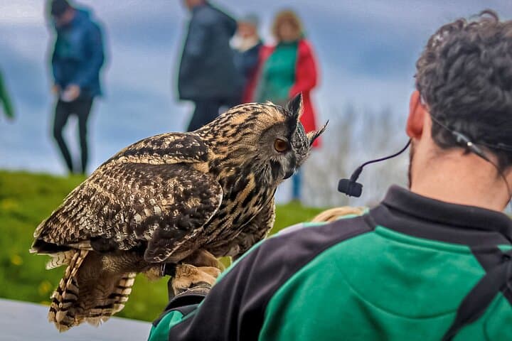 Explore the park, attend feeding talks, and perhaps catch a falconry show.