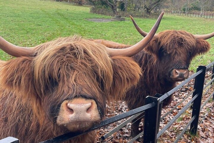 Meet the iconic Highland Coos!