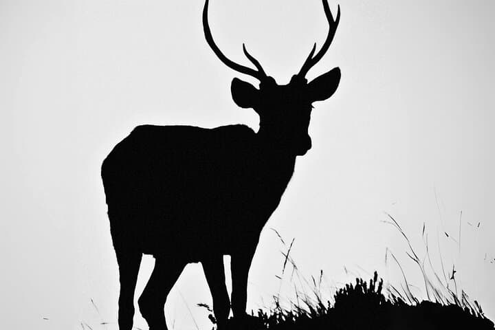 The Scottish Deer Centre is home to an impressive array of animals:
 - 12 species of deer
 - Wolves
 - European Brown Bears
 - Scottish Wildcats
and more!
