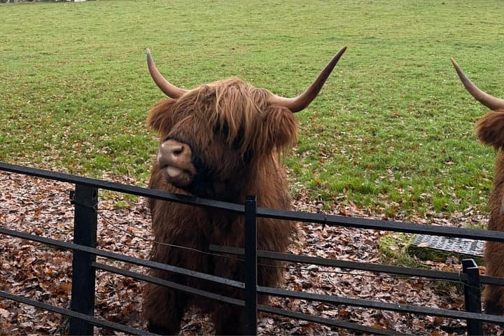Meet the iconic Highland Coos!