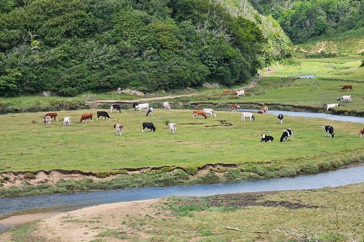 Wild horses