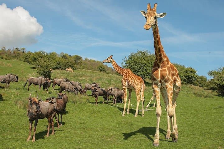 Port Lympne Day Ticket