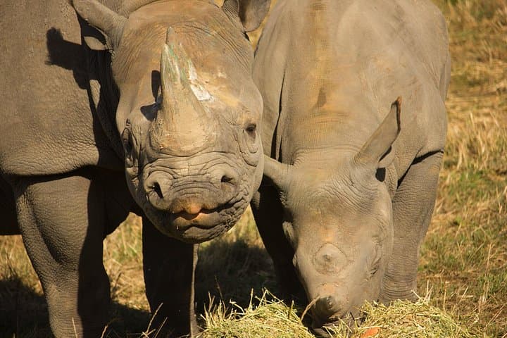Port Lympne Day Ticket