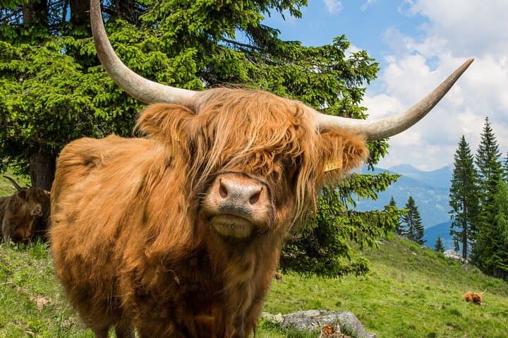 Discover Highland Cows in the Highlands