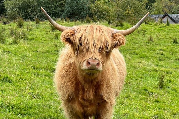 2 Day Private Tour of Mull, Iona and the Scottish Highlands
