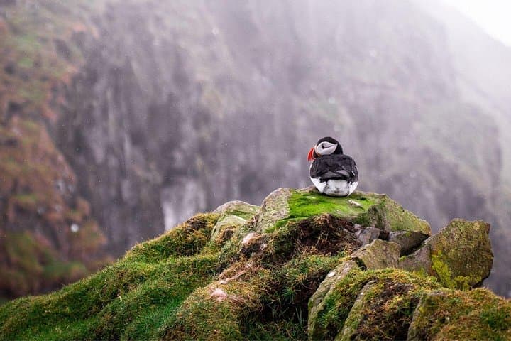 Puffins in Scotland