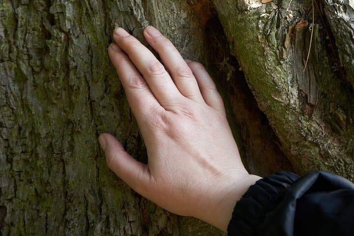 Guided Forest Bathing Walk in a Hidden SE London Woodland